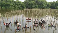 1.600 Mangrove di Pesisir Jawa Barat dan Jakarta Jadi Benteng Hadapi Krisis Iklim