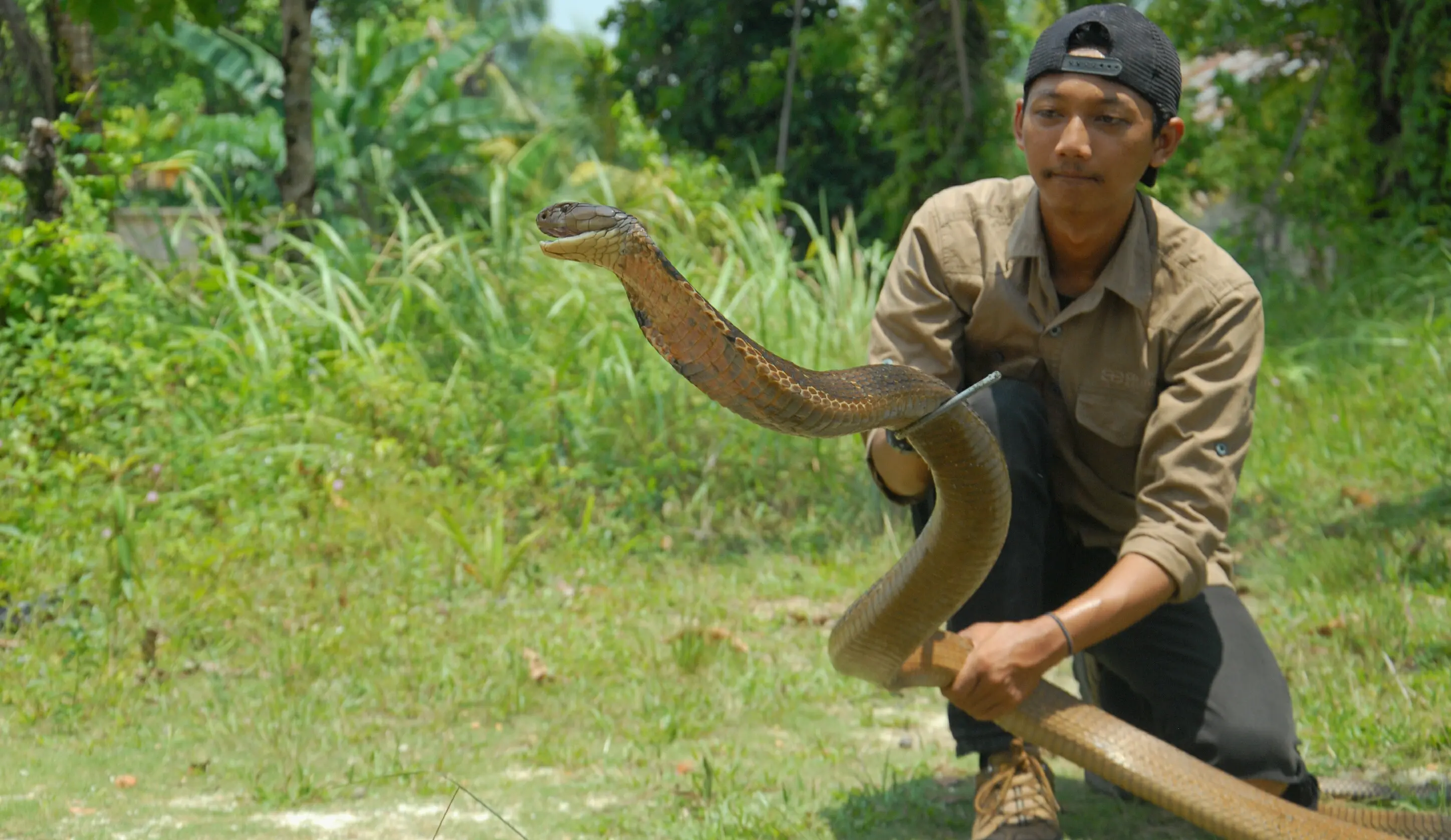 Mahasiswa penakluk king cobra hidup dengan belasan ular beracun. Foto: (M Syukur/Liputan6.com)