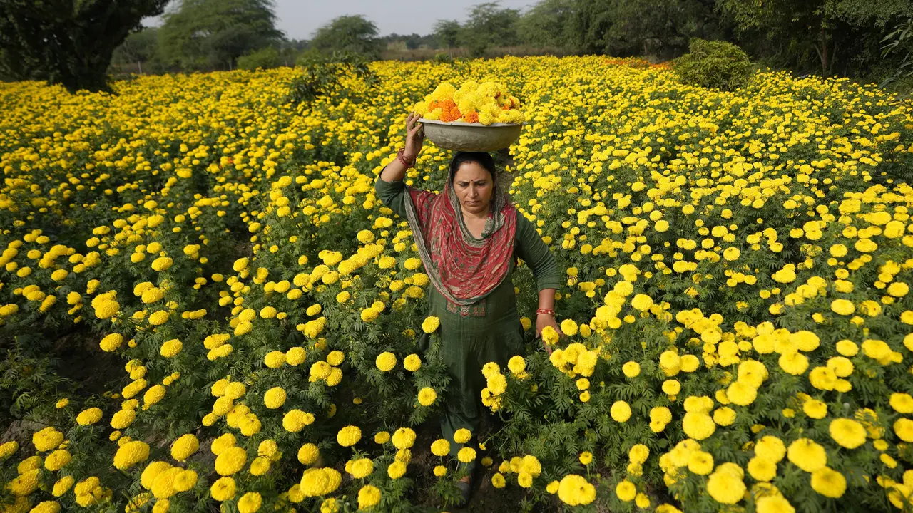 Petani India Panen Bunga Marigold Jelang Diwali