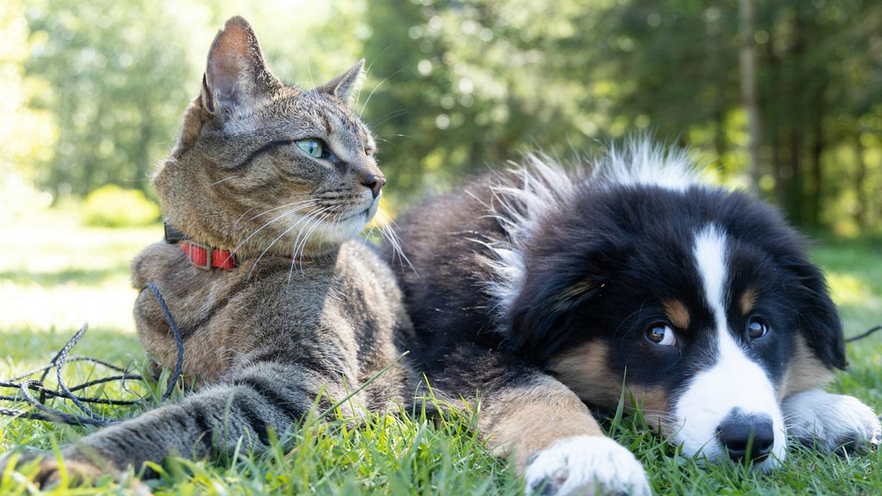 Dog and Cat