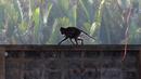Sebuah monyet ekor panjang bersama anaknya berjalan di sebuah desa,  Bangkok, Thailand, (21/9/2015). Pemerintah Thailand merelokasi kera ekor panjang untuk mengurangi konflik dengan masyarakat setempat. (REUTERS/Chaiwat Subprasom)