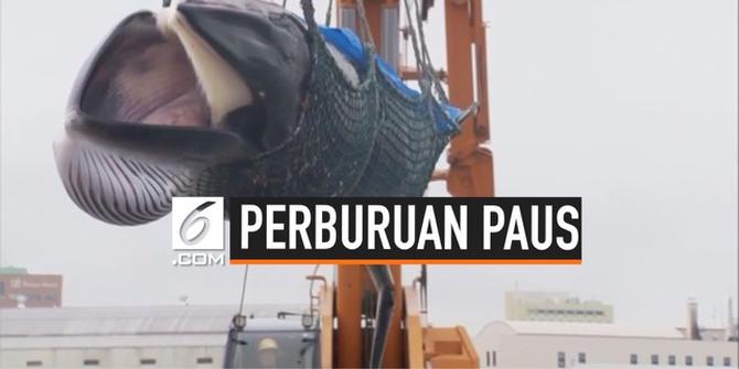 VIDEO: Meski Dikecam, Nelayan Jepang Kembali Berburu Paus