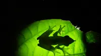 Katak Pinokio di Waigeo Papua Barat (( Andri Irawan – Peneliti Fauna & Flora Internasional Indonesia Programme (FFI-IP))