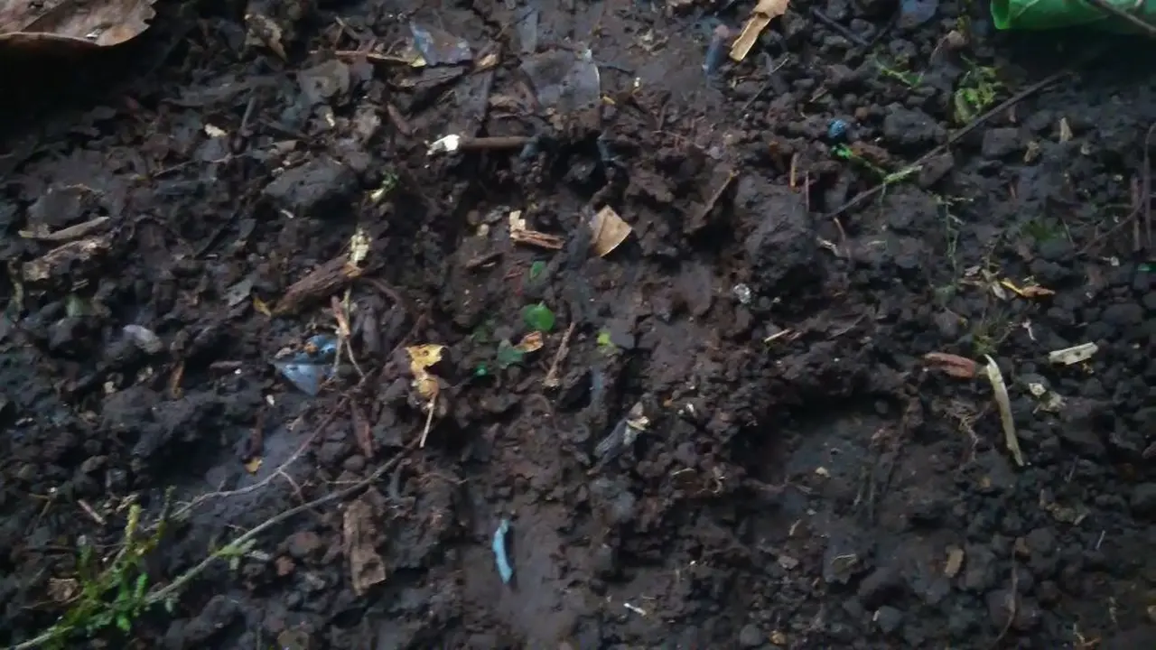 Seekor Macan Kumbang Terekam Tak Sengaja di Kawasan Semeru