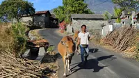 Warga membawa sapi ternaknya di Kab Karangasem, Bali, Selasa, (26/9). Pusat Vulkanologi dan Mitigasi Bencana Geologis (PVMBG) menaikkan status Gunung Agung dari level III Siaga menjadi level IV Awas, Jumat (22/9) lalu. (AFP Photo/Sonny Tumbelaka)