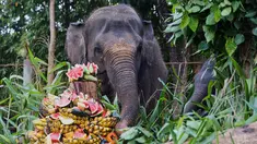 Seekor gajah Sumatra berusia 36 tahun bernama Nurhayati dan anaknya yang berusia 21 bulan, Kama, menikmati paket buah selama sesi pemberian makan khusus untuk merayakan Hari Gajah Sedunia di Bali Zoo, Gianyar, Bali, pada Selasa 12 Agustus 2025. (AP Photo/Firdia Lisnawati)
