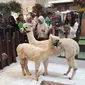 Alpaca, hewan mirip llama yang biasanya hidup di daerah dingin, menyemarakkan liburan Natal dan Tahun Baru di Tangcity Mal, Tangerang. (Liputan6.com/Pramita Tristiawaty)