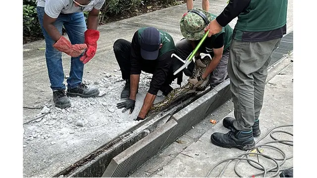 Momen Ular Piton Besar Tersangkut di Pipa Drainase, Lantai Beton Harus Dibor