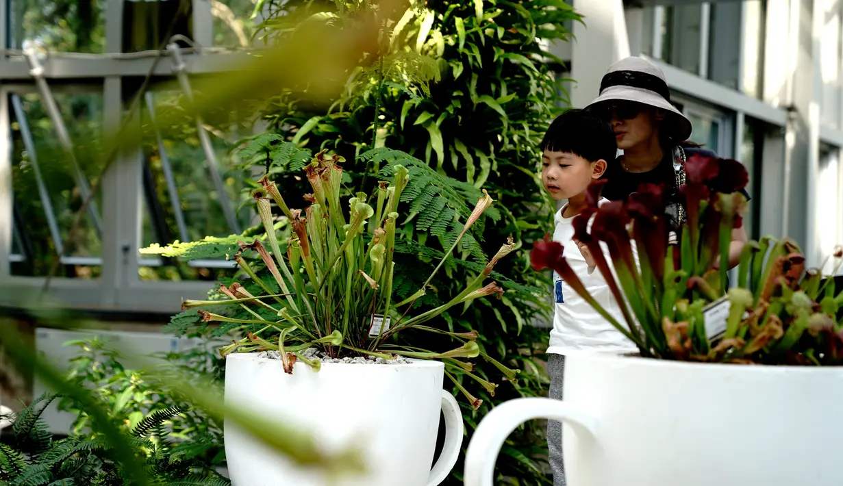 Para wisatawan mengamati tanaman pemakan serangga di Shanghai Botanical Garden, Shanghai, China, 11 Oktober 2020. Lebih dari 250 varietas tanaman pemakan serangga dipamerkan dalam Pameran Tanaman Pemakan Serangga ke-2. (Xinhua/Zhang Jiansong)