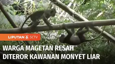 Warga Desa Sidomukti, Kabupaten Magetan, Jawa Timur, diselimuti ketakutan saat kawanan monyet liar menyergap masuk ke permukiman. Belasan monyet liar diduga meninggalkan habitatnya untuk mencari makan, karena kondisi hutan yang mengalami kekeringan.