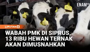 Darurat Wabah PMK di Siprus, Ribuan Hewan Ternak Terancam Dimusnahkan