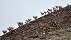 Kawanan antelop Tibet di dekat Danau Zonag di cagar alam nasional Hoh Xil, Provinsi Qinghai, China barat laut (14/7/2020). Danau Zonag di Hoh Xil dikenal sebagai "ruang melahirkan" bagi spesies tersebut. (Xinhua/Zhang Long)