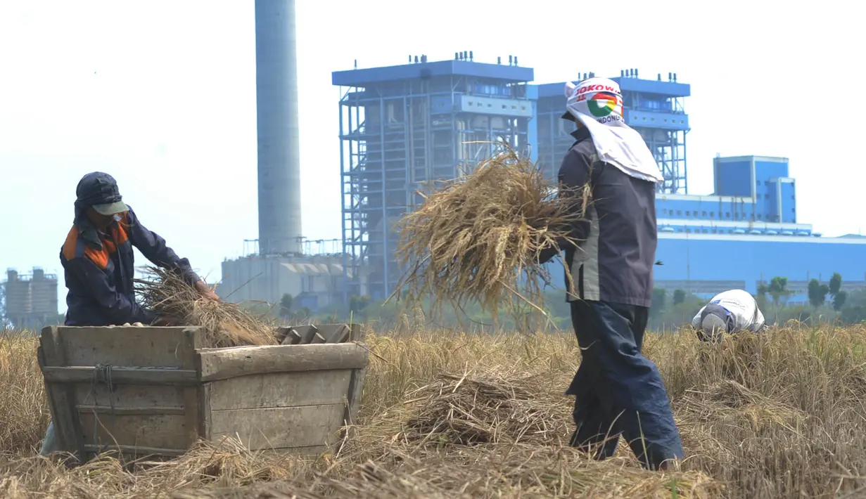 Suasana saat para petani memanen padi di sawah yang terletak di belakang PLTU Labuan, Pandeglang, Banten, Minggu (4/8/2019). Kurangnya pasokan beras dari petani akibat musim kemarau menyebabkan harga gabah naik. (merdeka.com/Arie Basuki)