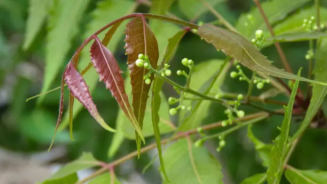 Daun neem
