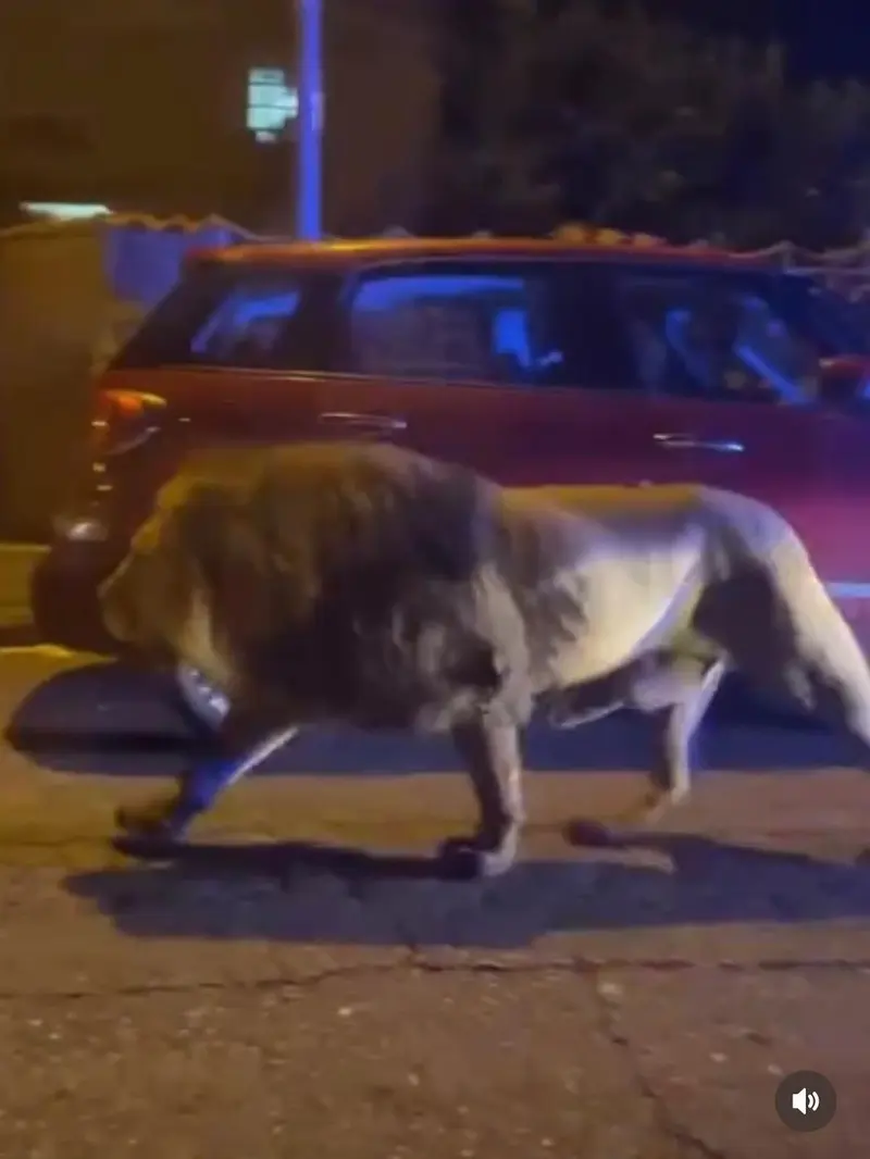 Singa Sirkus Kabur dari Kandang, Jalan-Jalan Susuri Kota di Malam Minggu