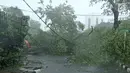Kendaraan melintasi pohon tumbang yang menghalangi ruas Jalan Proklamasi, Menteng, Jakarta Pusat, Minggu (31/12). Hujan angin melanda Jakarta jelang malam pergantian tahun hingga membuat beberapa pohon bertumbangan. (Liputan6.com/Herman Zakharia)
