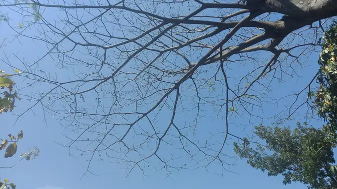 Cuaca Indonesia Kamis 24 Juli 2025, BMKG: Sebagian Kota Diprediksi Hujan dan Cerah Berawan