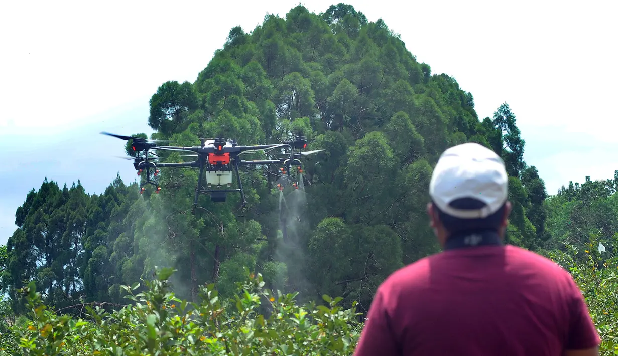 <p>Drone terbang menyemprotkan pupuk mikro pada lahan jambu kristal di pusat pengembangan pertanian Agribusinnes and Technology Park (ATP) IPB University, Dramaga, Kabupaten Bogor, Jawa Barat, Jumat (17/2/2023). Penggunaan drone tersebut untuk membantu meningkatkan hasil produksi jambu kristal serta efisiensi tenaga dan waktu. (merdeka.com/Arie Basuki)</p>