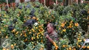 Seorang pedagang berada di kebun jeruk jenis Kumquat dan Chusa yang di impor dari Cina di Jakarta, Rabu (27/1). Permintaan Jeruk asal Cina tersebut meningkat 100 % menjelang imlek. (Liputan6.com/Angga Yuniar)