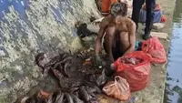 Kasatpol PP Sawah Besar Ungkap Penjualan Daging Sapu-sapu ke Pengepul untuk Bahan Siomai