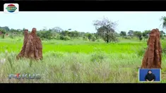 Merauke, Papua punya daya wisata alam yang luar biasa. Di Tanah Turik, ada sarang semut raksasa yang terbuat dari tanah liat, semak belukar, dan air liur rayap.