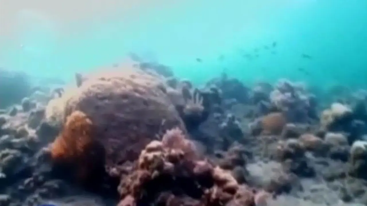 Segmen 3: Penjagaan Terumbu Karang hingga Pantai Malalayang