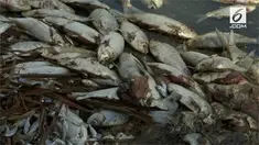 Gelombang panas yang terjadi diduga menjadi pemicu matinya jutaan ikan di Australia.