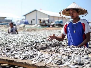 Pekerja mengeringkan ikan asin di wilayah kampung nelayan Muara Angke, Jakarta, Senin (3/8/2015). Musim kemarau membuat produksi ikan asin di daerah tersebut meningkat 50 persen. (Liputan6.com/Faizal Fanani)