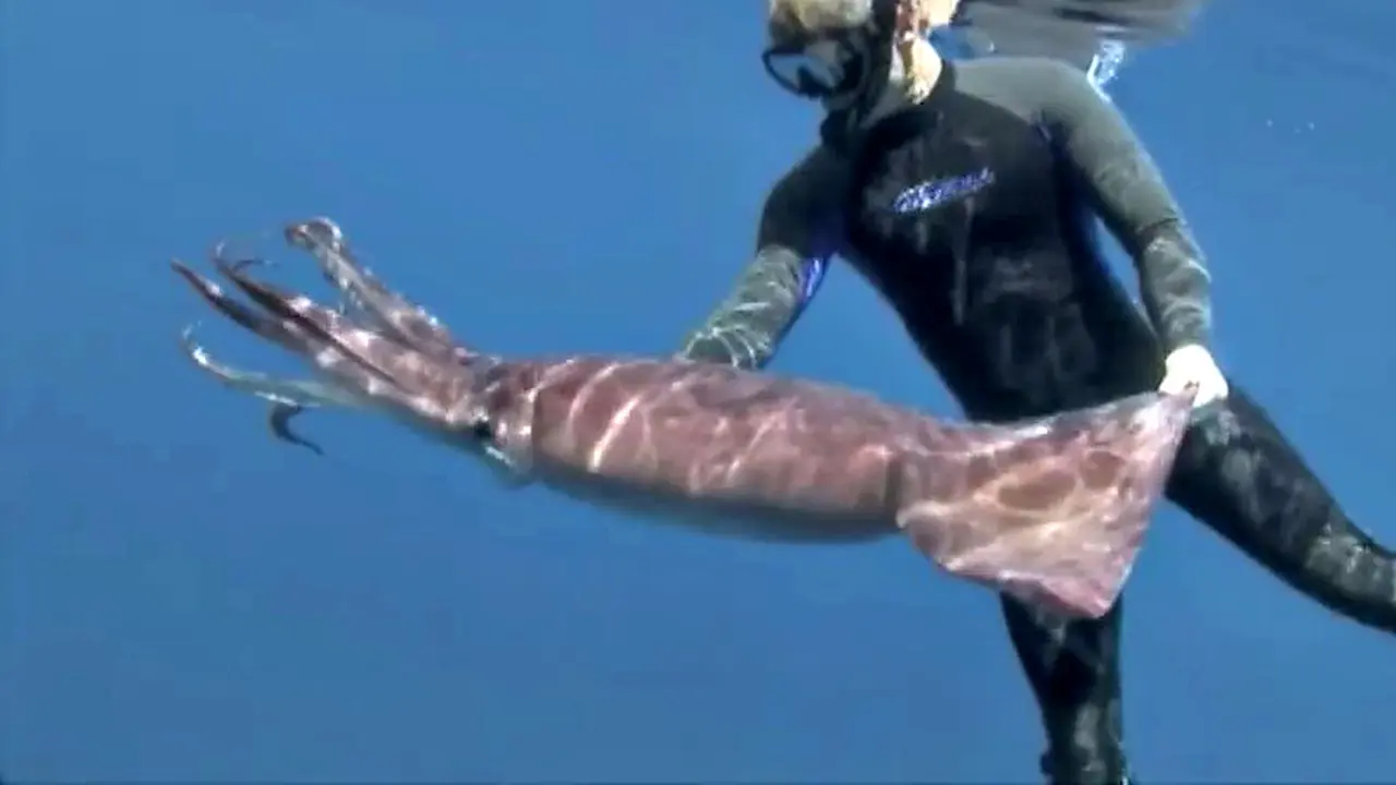 Wow, Ada Cumi Raksasa Sepanjang 1,8 Meter 