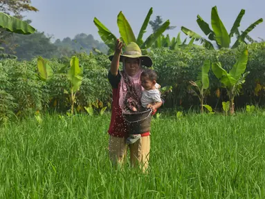 Petani menaburkan pupuk phonska pada tanaman padi huma di Desa Iwul, Kabupaten Bogor, Jawa Barat, Senin (24/2/2025). (merdeka.com/Arie Basuki)