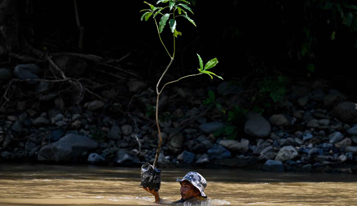 Seorang pria membawa pohon menyeberangi sungai untuk ditanam di jalur hutan dalam rangka memperingati Hari Bumi di Jantho, Provinsi Aceh, pada Rabu 22 April 2026. Peringatan Hari Bumi 2026 di Kota Jantho, Aceh Besar, ditandai dengan aksi nyata pelestarian lingkungan sekaligus protes keras terhadap kerusakan alam. (CHAIDEER MAHYUDDIN/AFP)