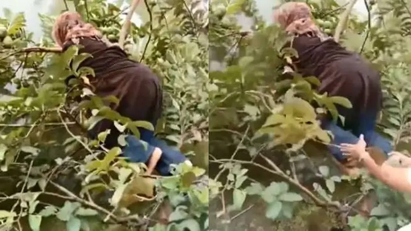 Viral, Momen Apes Emak-Emak saat Petik Buah Jambu Ini Bikin Geleng Kepala