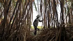 Aktivitas petani tebu di Desa Betet, Pesantren, Kediri, Jatim pada akhir September lalu. Petani tebu menuntut pemerintah segera menghentikan impor gula karena menyebabkan gula lokal tidak laku sehingga merugikan mereka.  (Merdeka.com/Iqbal S. Nugroho)