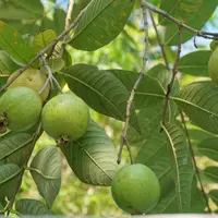 Ilustrasi Jambu/https://unsplash.com/Anisa Wulan Asri