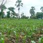Puluhan hetar tanaman jagung warga Ile Ape- Lembata diserang ulat grayak. (Liputan6.com/ Doinisius Wilibardus)