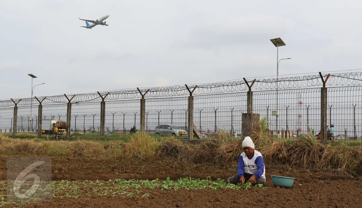 Seorang warga tengah mengarap sawah di Tangerang, Jumat (6/1). Sayur yang ditanami tersebut nantinya akan dijual di beberapa pasar di wilayah Tangerang. (Liputan6.com/Angga Yuniar)