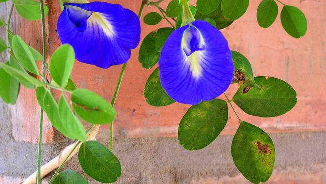 Tak Hanya Cantik Bunga  Telang  Biru  Juga Berkhasiat 
