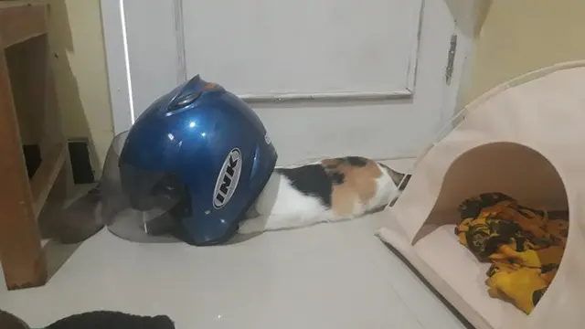 7 Kelakuan Kucing Tidur di Tempat Tak Biasa, Bikin Geleng Kepala