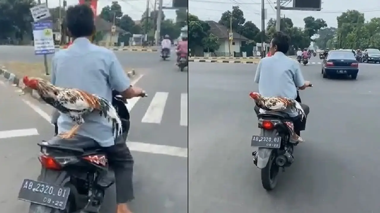 Anteng Banget, Video Ayam Saat Bonceng Motor Ini Bikin Geleng Kepala