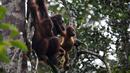 Orang utan betina bersama dua anaknya berada di Taman Nasional Tanjung Puting, Kalimantan Tengah, pada Selasa (16/6/2015). PBB memprediksi dalam dua dekade mendatang orang utan akan punah jika penggundulan hutan terus berlanjut. (REUTERS/Darren Whiteside)