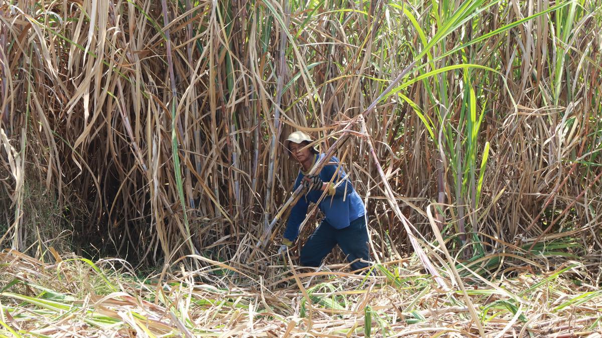 Petani Tebu Minta Lelang Gula Diperbaiki Imbas Gula Rafinasi Banjiri Pasar