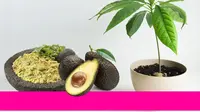 Ikuti 7 Langkah Mudah Tanam Alpukat di Pot