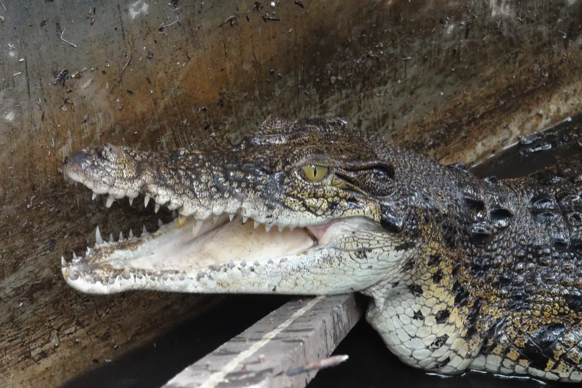 evakuasi buaya muara di pontianak