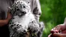Ekspresi bayi macan tutul sebelum diberi vaksinasi pertamanya di kebun binatang Tierpark di Berlin (10/8). Bayi macan tutul salju ini lahir pada 13 Juni 2017 dan masih belum memiliki nama. (AFP Photo/dpa/Britta Pedersen/Jerman Out)