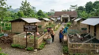 4 Inspirasi Budidaya Ayam Kampung untuk Kelompok Ibu Desa: Peluang Ekonomi Mandiri