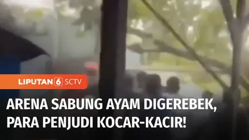 VIDEO: Tim Jatanras Polda Metro Jaya Gerebek Bedeng yang Dijadikan Arena Judi Sabung Ayam
