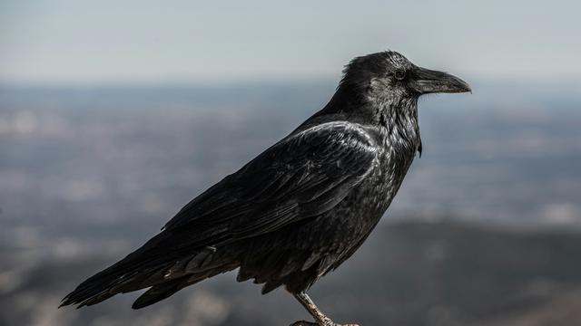 Raven Zodiac Compatibility