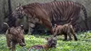 Seekor anak harimau Sumatera (Panthera tigris sumatrae) berusia sepuluh minggu bermain di samping induknya, Dini (10 tahun), di kandang mereka saat debut mereka di Taman Safari Indonesia II Prigen, Pasuruan, Jawa Timur, Kamis (4/6/2026). (Juni KRISWANTO/AFP)