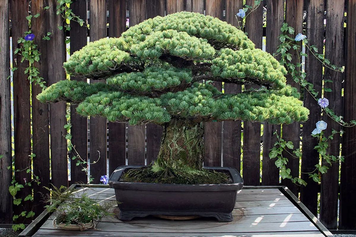 [Bintang] Panjang Umur! Hampir 400 Tahun, Pohon Bonsai Ini Masih Tumbuh