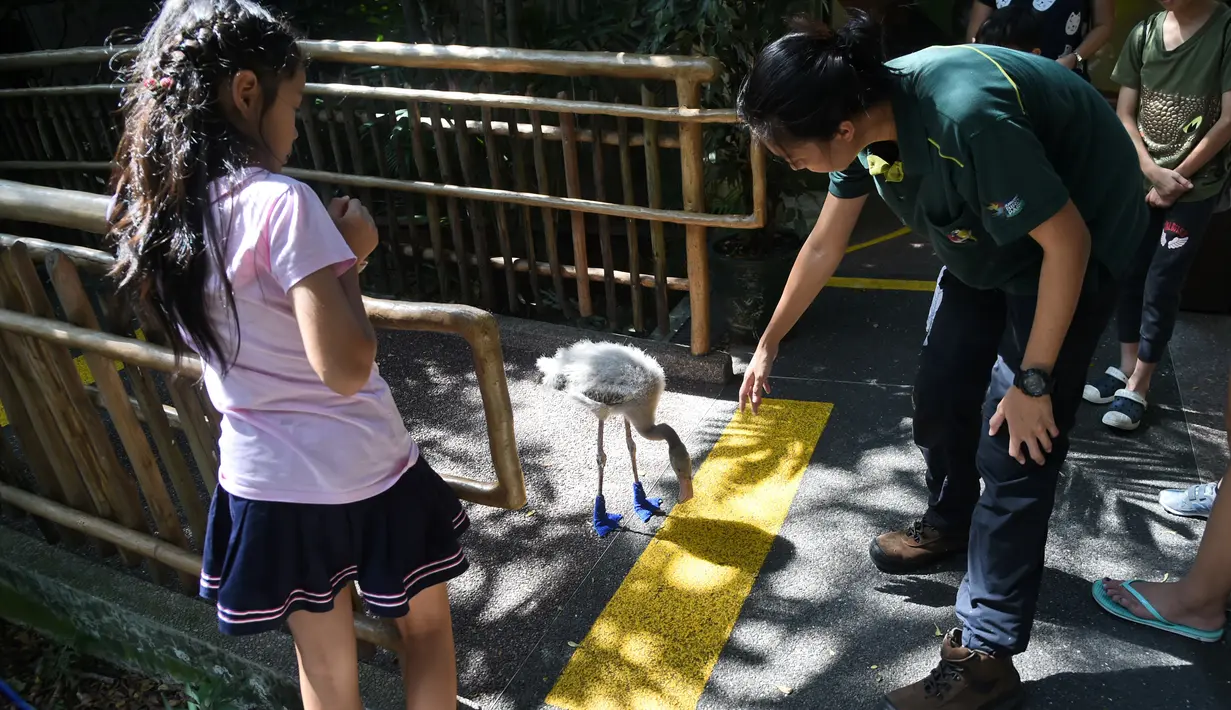 Pengunjung melihat seekor bayi flamingo, Squish, di taman burung Jurong, Singapura, 31 Agustus 2017. Burung flamingo berusia dua setengah bulan itu terlihat begitu modis bersepatu biru yang sangat kontras dengan warna bulunya. (Roslan Rahman/AFP)